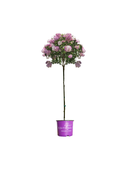 Vanilla Strawberry™ Hydrangea