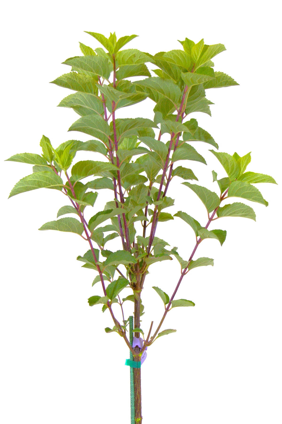 Berry White-Hydrangea Tree