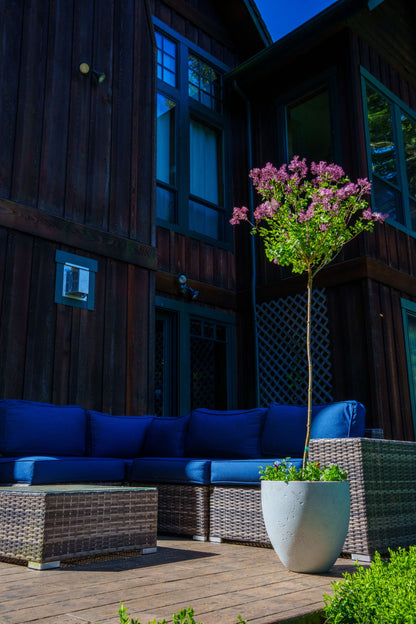 Bloomerang® Dark Purple - Lilac Tree