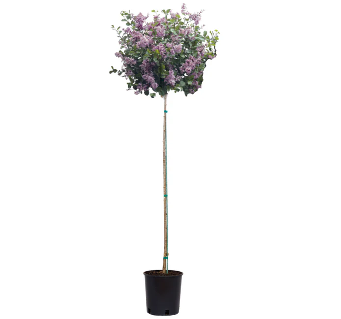 Bloomerang® Dark Purple - Tree Lilac