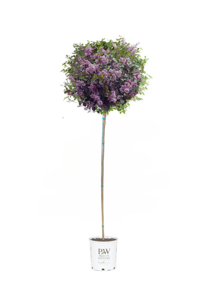 Bloomerang® Dark Purple - Tree Lilac