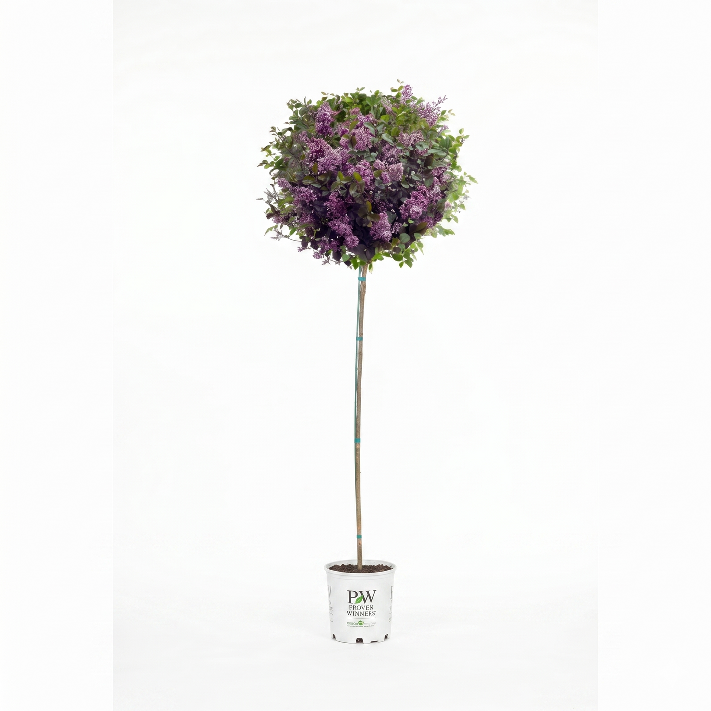 Bloomerang® Dark Purple - Tree Lilac