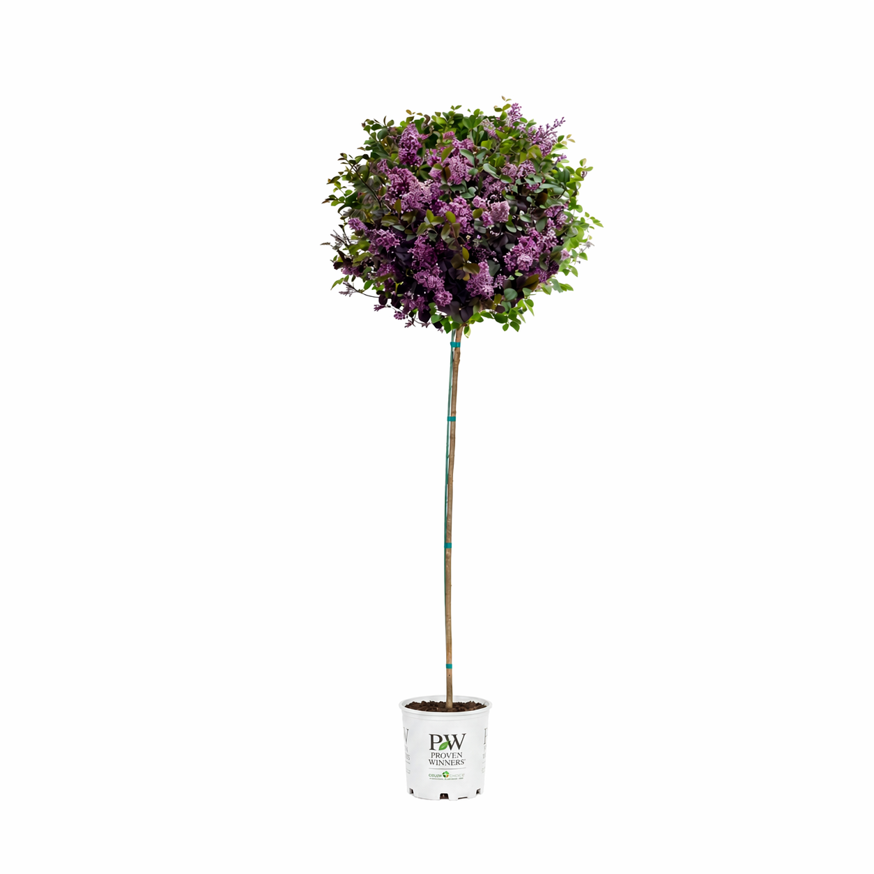 Bloomerang® Dark Purple - Tree Lilac