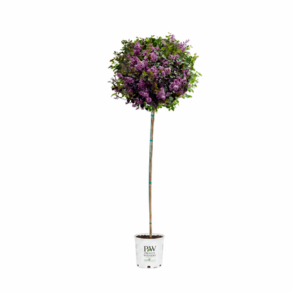 Bloomerang® Dark Purple - Tree Lilac
