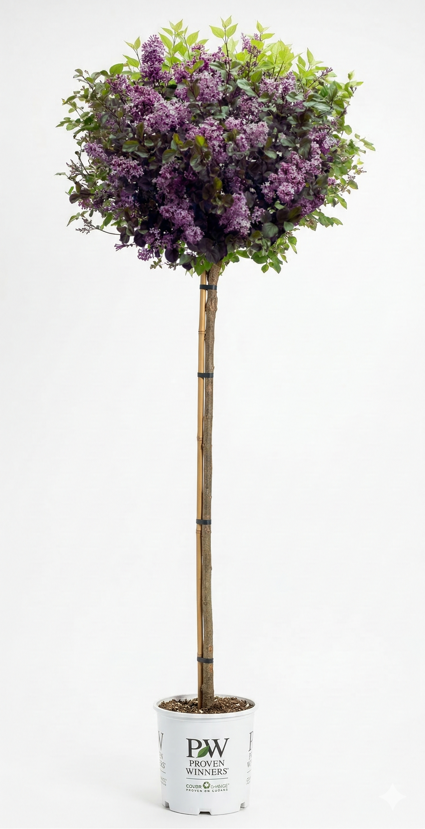 Bloomerang® Dark Purple - Tree Lilac