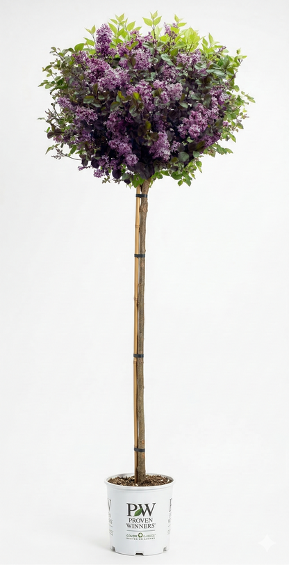 Bloomerang® Dark Purple - Tree Lilac