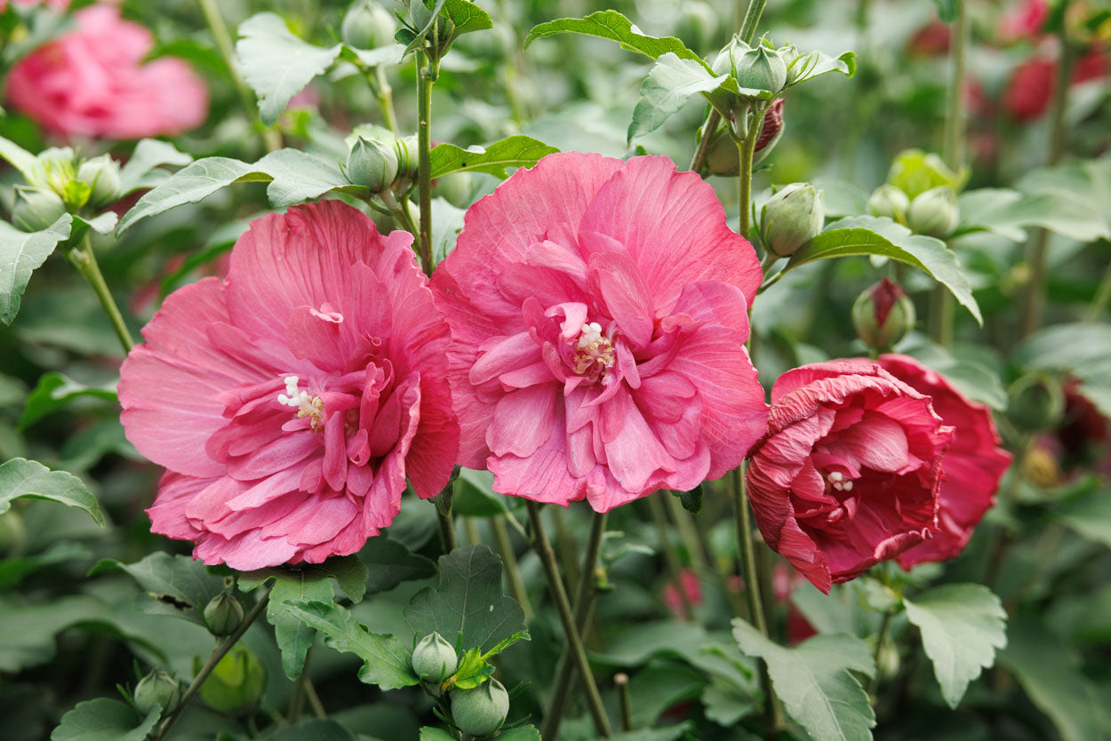 Magenta Chiffon® Hibiscus Tree
