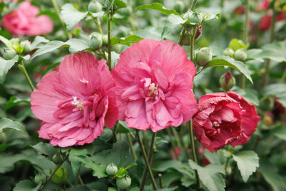 Magenta Chiffon® Hibiscus Tree