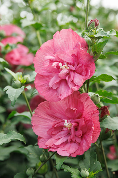 Magenta Chiffon® Hibiscus Tree