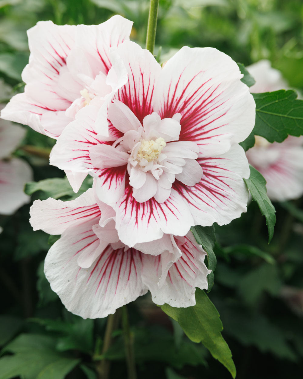 Starblast Chiffon® Hibiscus Tree