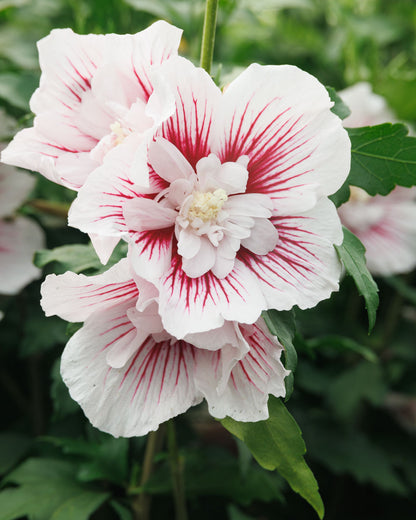 Starblast Chiffon® Hibiscus Tree