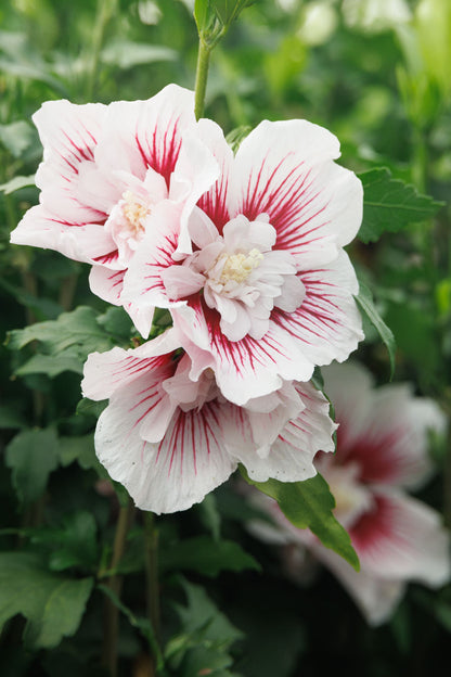 Starblast Chiffon® Hibiscus Tree