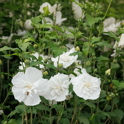 White Chiffon® Hibiscus Tree