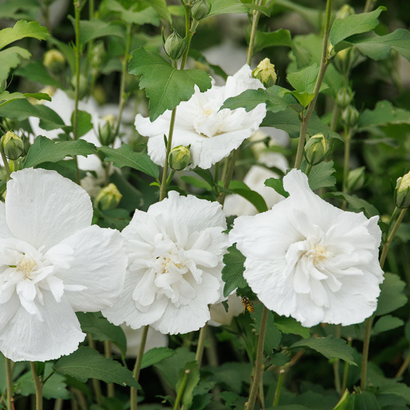 White Chiffon® Hibiscus Tree