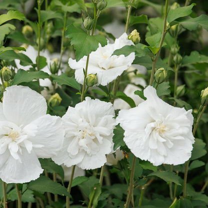 White Chiffon® Hibiscus Tree