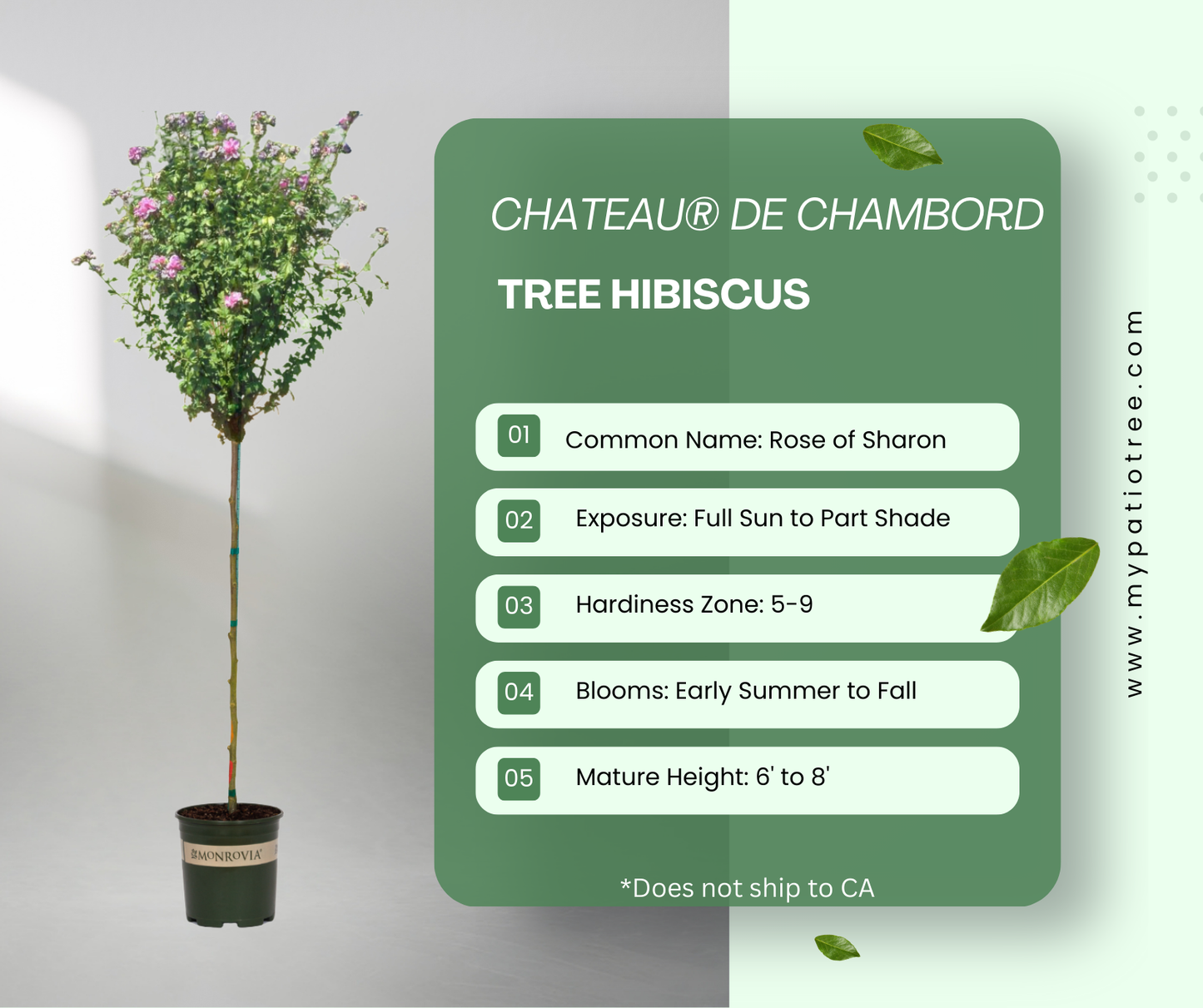 Chateau® de Chambord - Tree Hibiscus