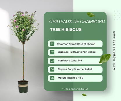 Chateau® de Chambord - Tree Hibiscus