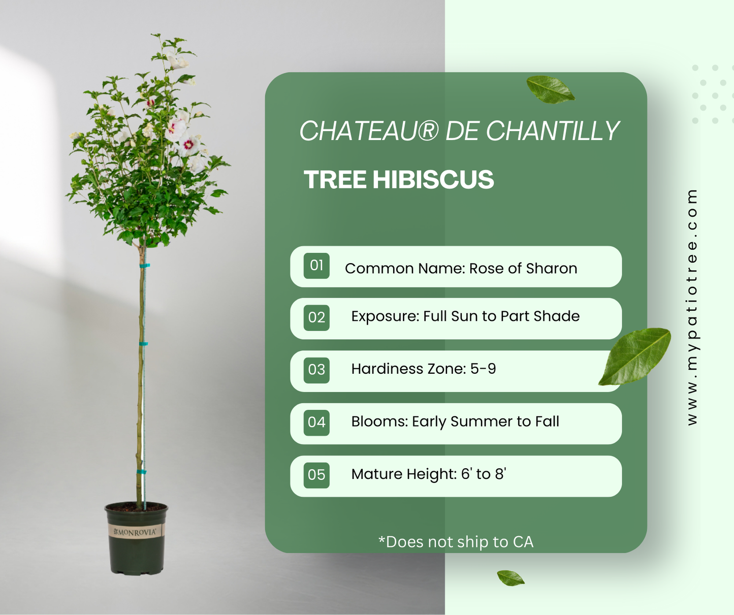 Chateau® de Chantilly - Tree Hibiscus