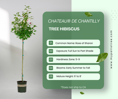 Chateau® de Chantilly - Tree Hibiscus