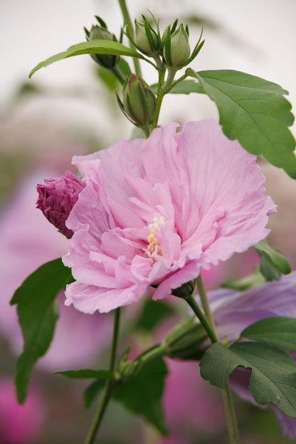Dark Lavender Chiffon® Tree Hibiscus