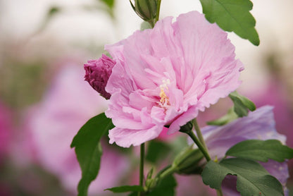 Dark Lavender Chiffon® Tree Hibiscus