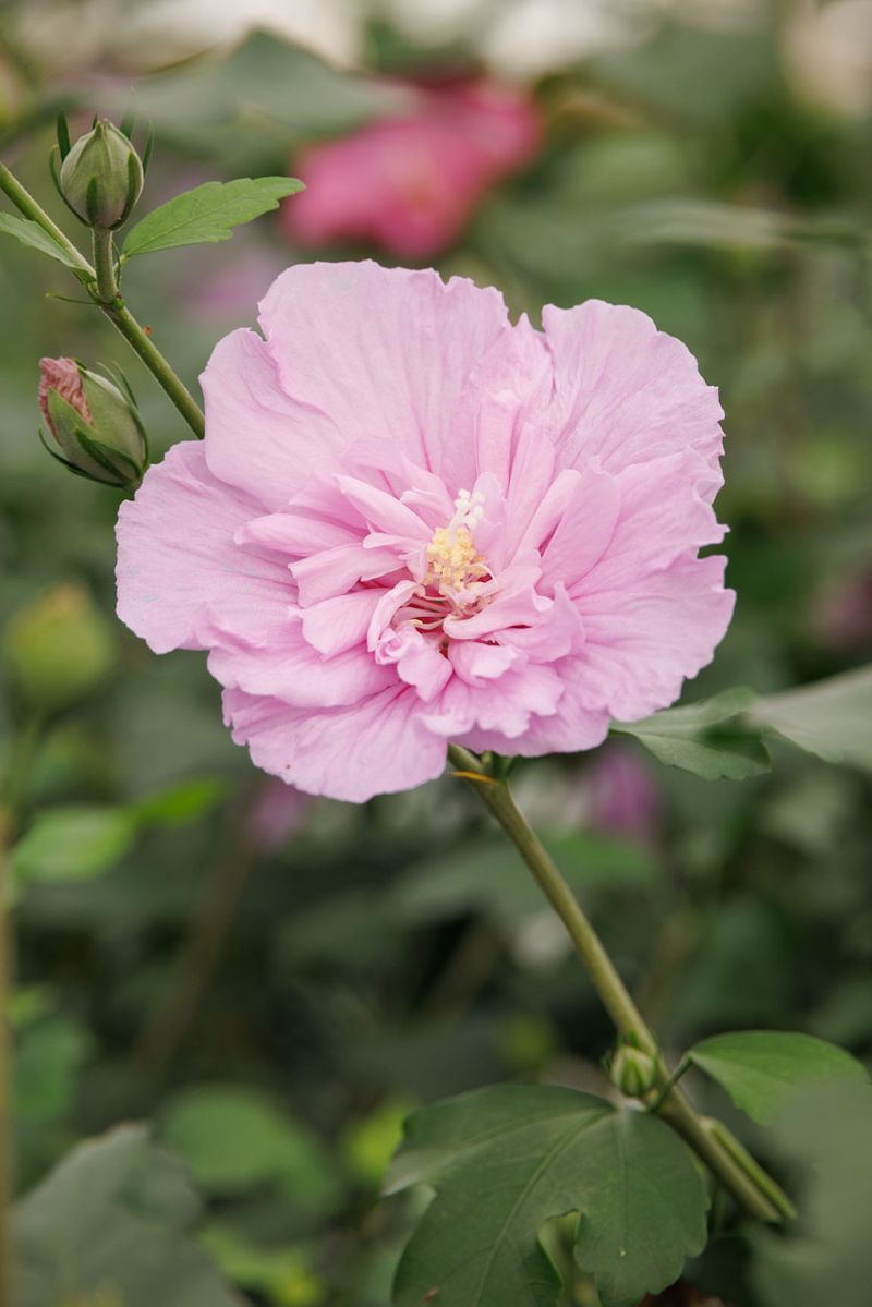 Dark Lavender Chiffon® Tree Hibiscus