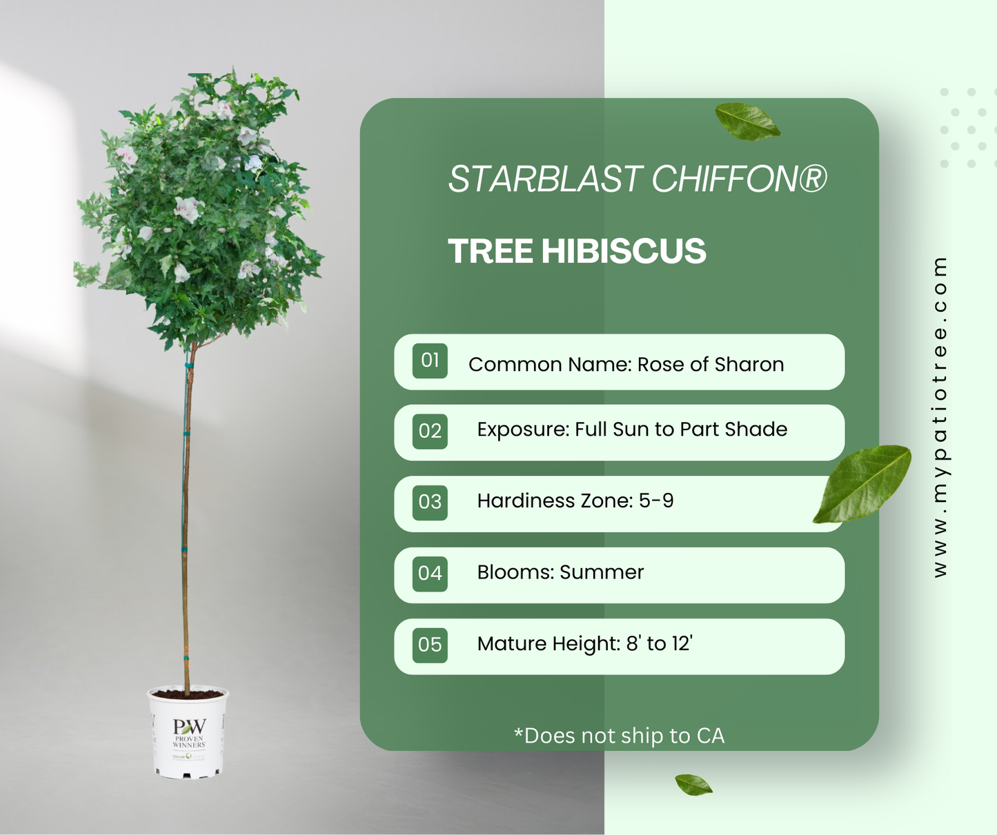 Starblast Chiffon® Tree Hibiscus