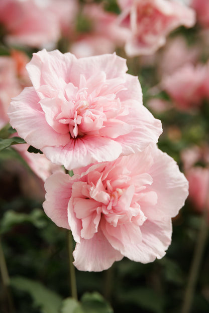Pink Chiffon® Hibiscus
