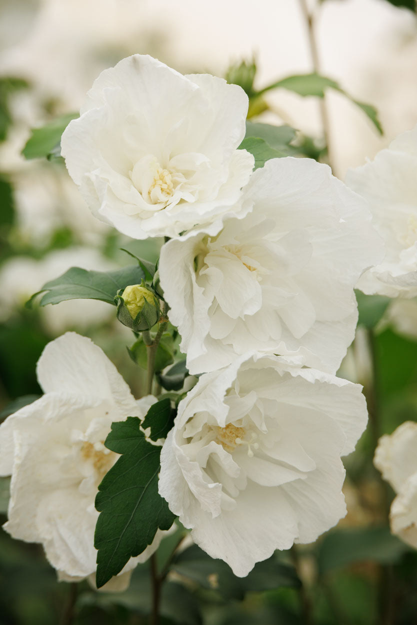 White Chiffon® Hibiscus Tree