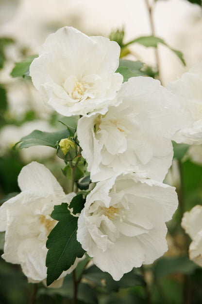 White Chiffon® Hibiscus Tree