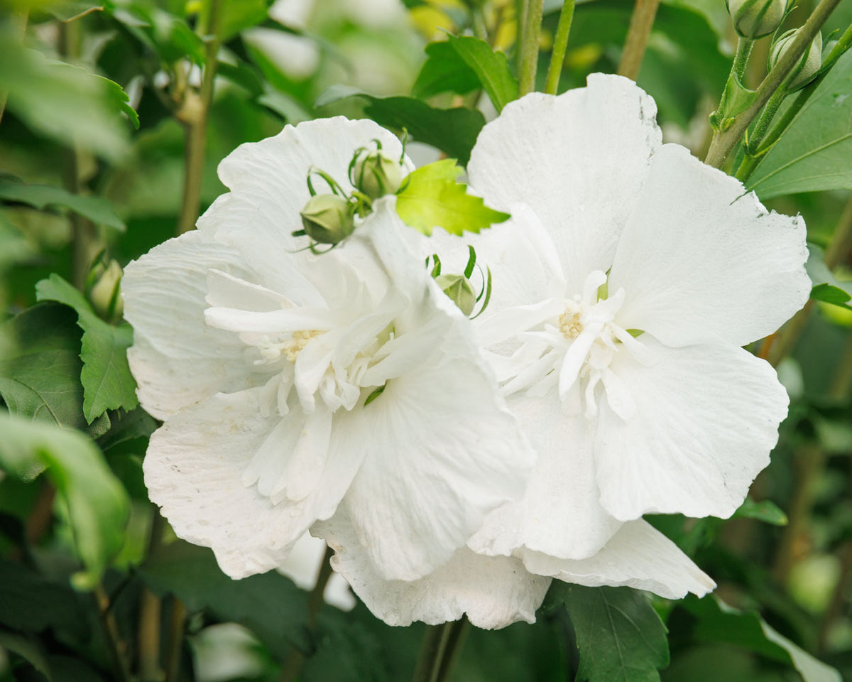 White Chiffon® Hibiscus Tree