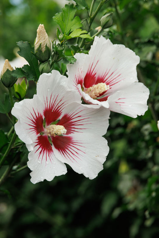 Chateau® de Chantilly - Tree Hibiscus