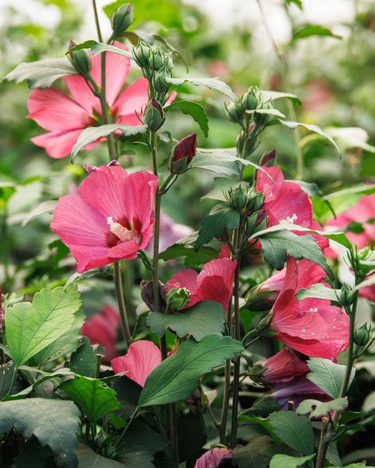 Chateau® de Chambord - Tree Hibiscus