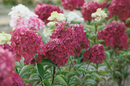 Berry White-Hydrangea Tree