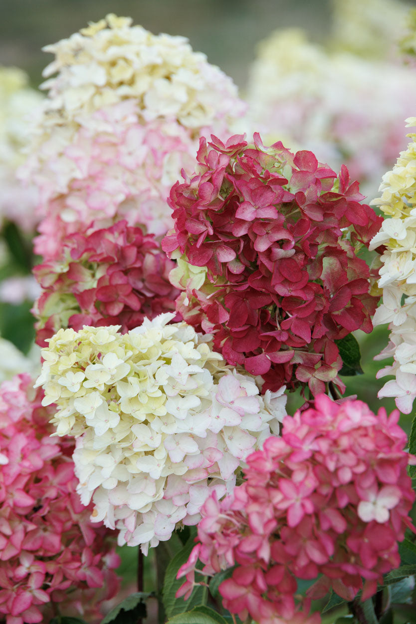 Berry White-Hydrangea Tree