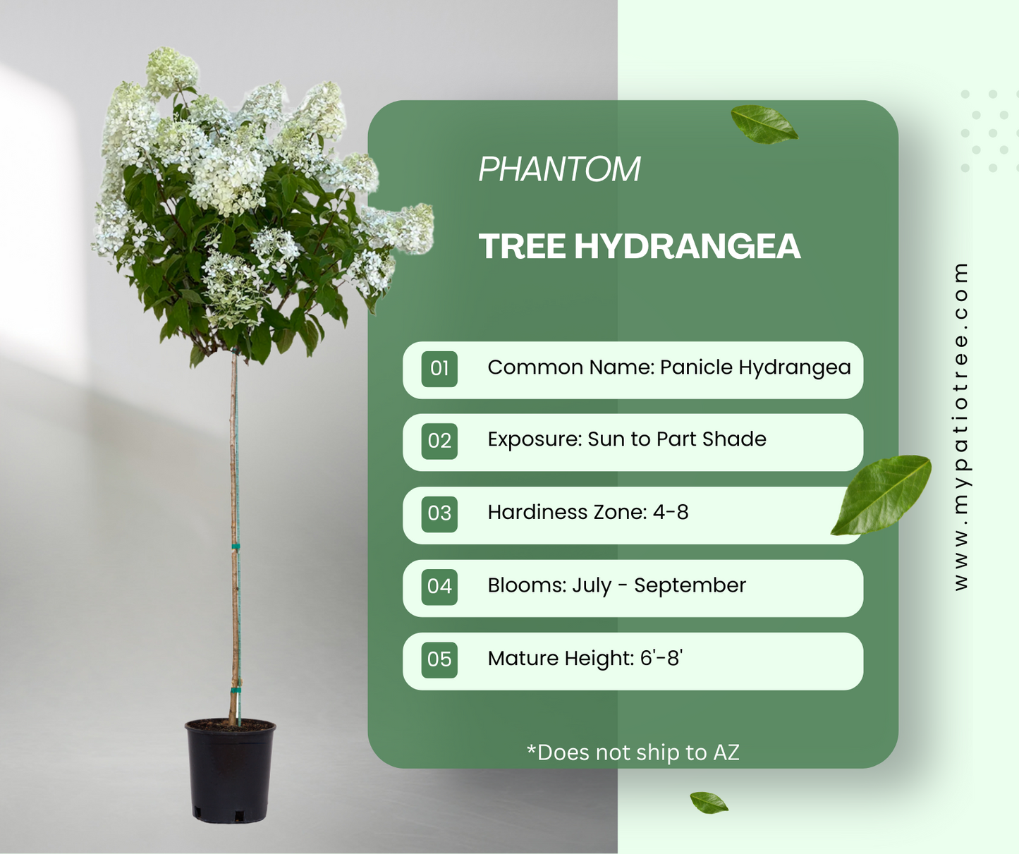 Phantom - Tree Hydrangea
