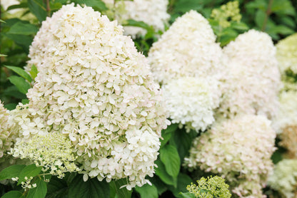 Little Lime® - Hydrangea Tree