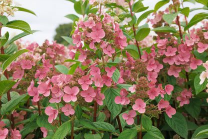 Quick Fire® - Hydrangea Tree