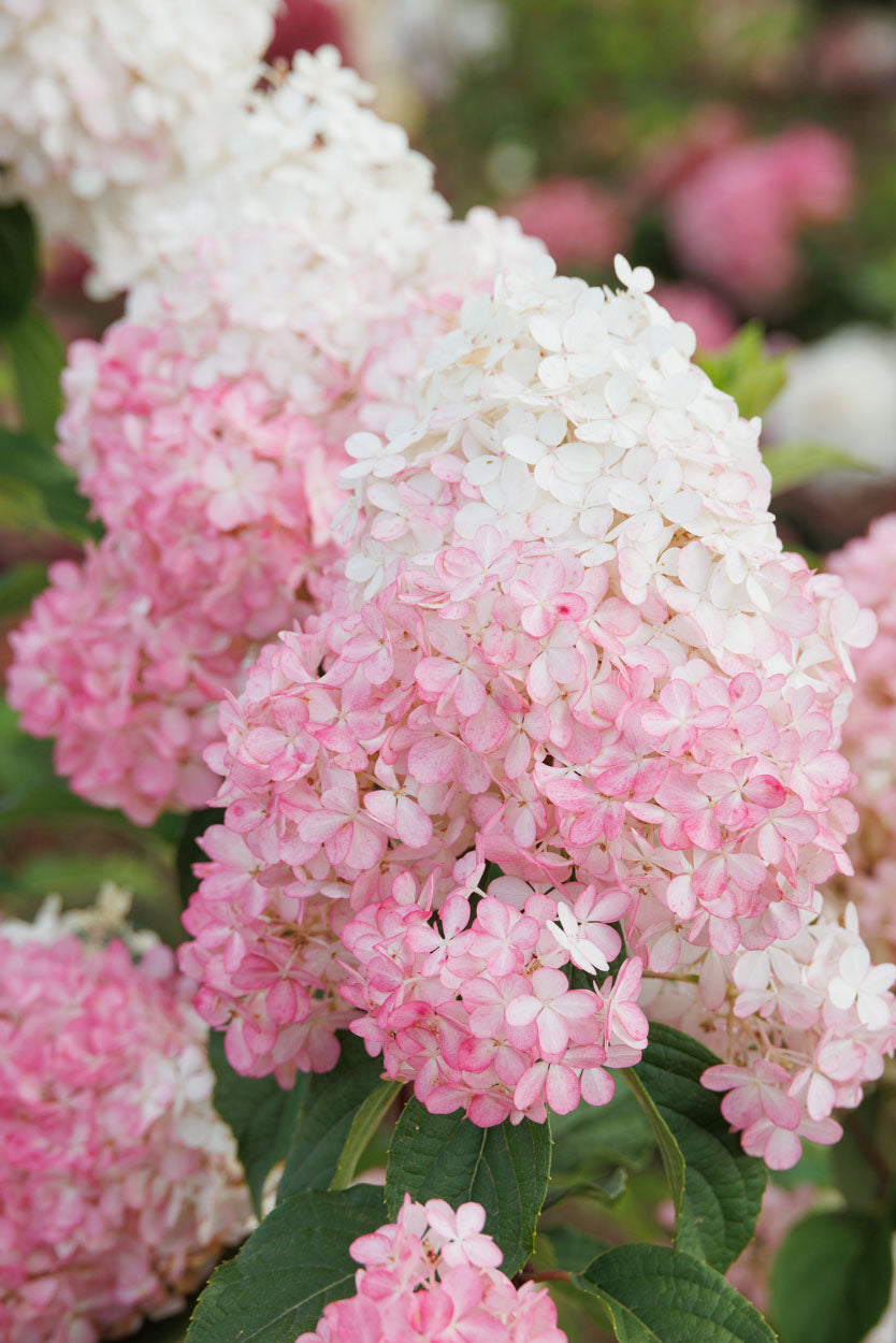 Vanilla Strawberry™ Hydrangea Tree
