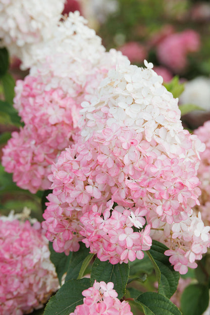Vanilla Strawberry™ Hydrangea Tree