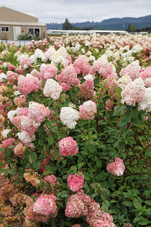 Vanilla Strawberry™ Hydrangea