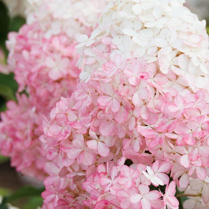 Vanilla Strawberry™ Hydrangea