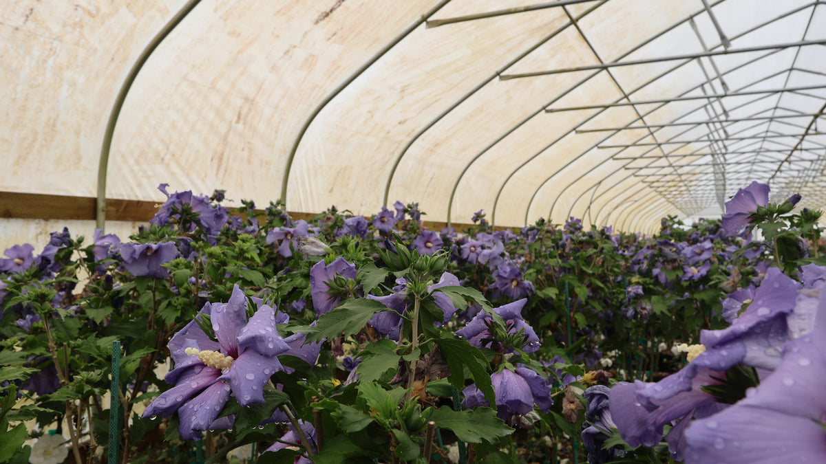 Azurri Blue Satin®- Hibiscus Tree