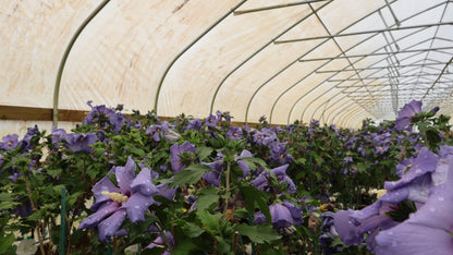 Azurri Blue Satin®- Hibiscus Tree