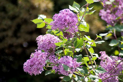 Bloomerang® Dark Purple - Lilac Tree