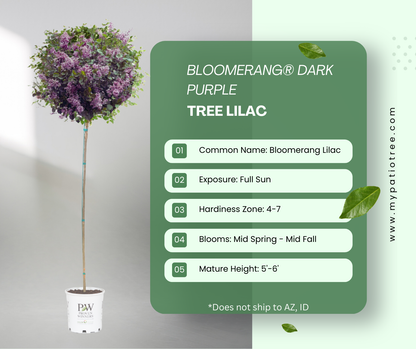 Bloomerang® Dark Purple - Tree Lilac