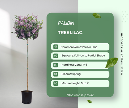 Palibin - Tree Lilac
