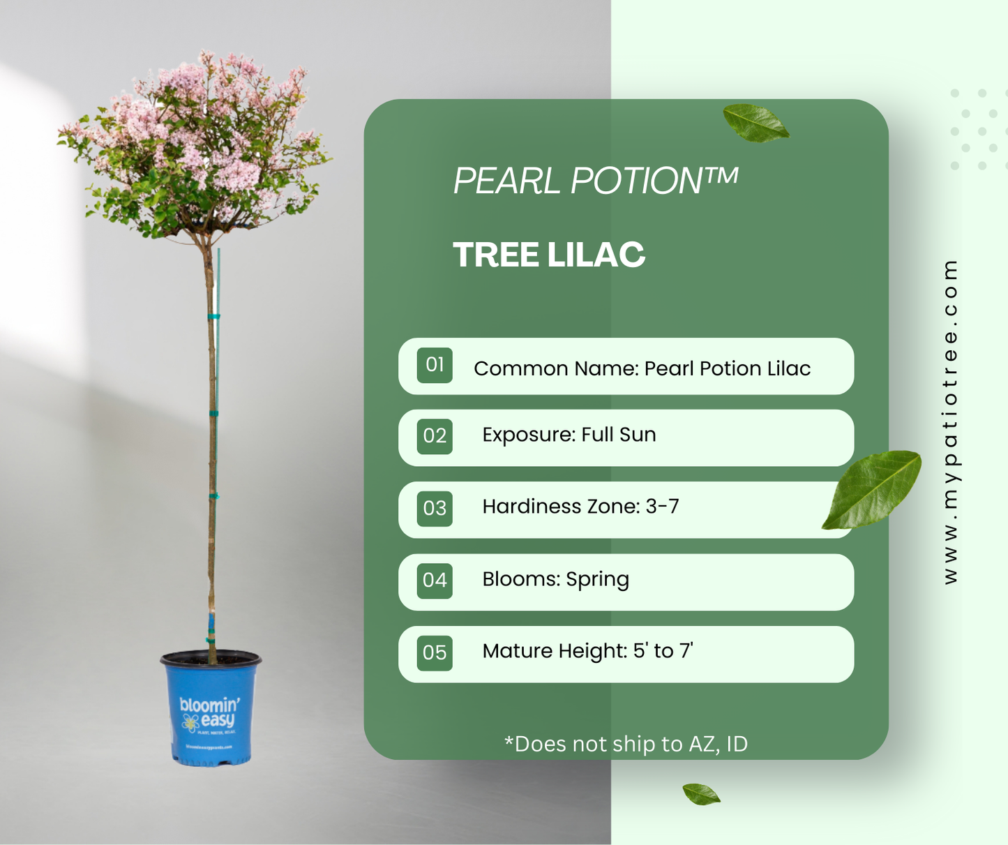 Pearl Potion™  - Tree Lilac