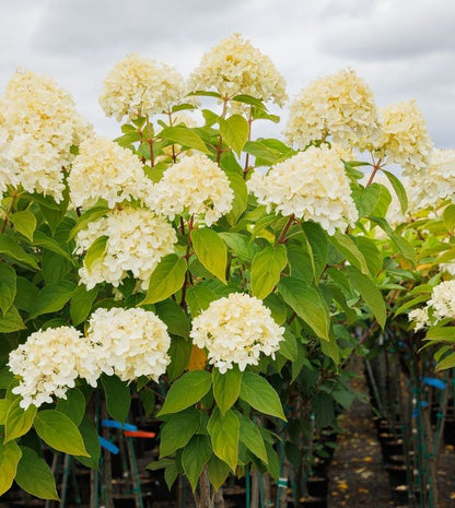 Limelight - Hydrangea Tree