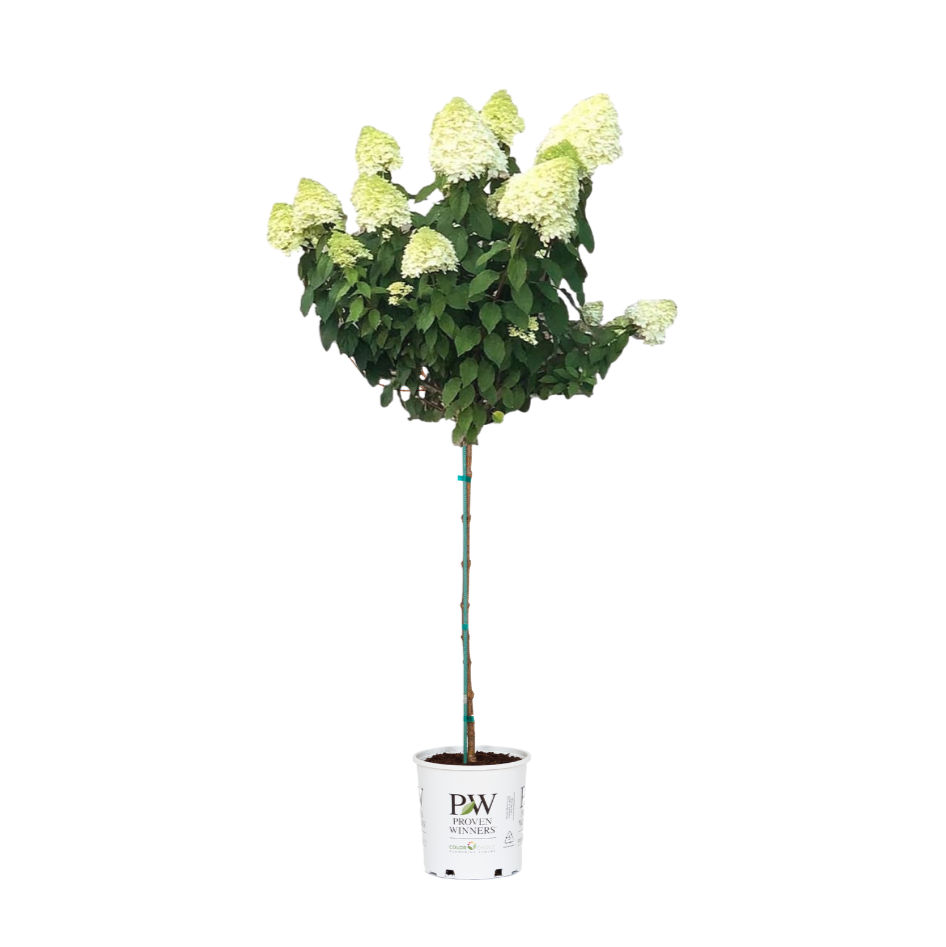 Limelight Hydrangea Tree